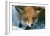 Red Fox Close-Up in the Snow-null-Framed Photographic Print