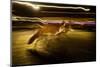Red fox crossing a road at night, London, UK-Neil Aldridge-Mounted Photographic Print
