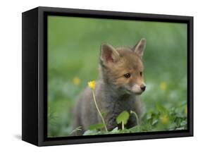 Red Fox Cub at a Rehab Centre, Scotland, UK-Niall Benvie-Framed Stretched Canvas