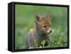 Red Fox Cub at a Rehab Centre, Scotland, UK-Niall Benvie-Framed Stretched Canvas