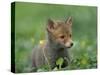 Red Fox Cub at a Rehab Centre, Scotland, UK-Niall Benvie-Stretched Canvas