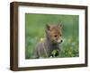 Red Fox Cub at a Rehab Centre, Scotland, UK-Niall Benvie-Framed Premium Photographic Print