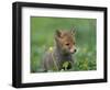Red Fox Cub at a Rehab Centre, Scotland, UK-Niall Benvie-Framed Premium Photographic Print