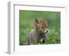 Red Fox Cub at a Rehab Centre, Scotland, UK-Niall Benvie-Framed Premium Photographic Print