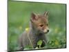 Red Fox Cub at a Rehab Centre, Scotland, UK-Niall Benvie-Mounted Premium Photographic Print