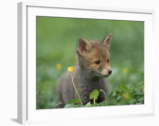 Red Fox Cub at a Rehab Centre, Scotland, UK-Niall Benvie-Framed Photographic Print