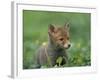 Red Fox Cub at a Rehab Centre, Scotland, UK-Niall Benvie-Framed Photographic Print