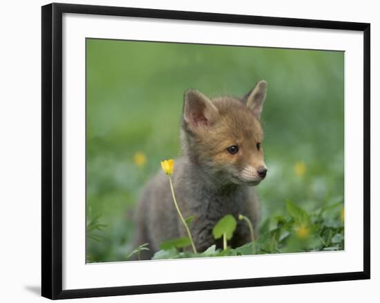 Red Fox Cub at a Rehab Centre, Scotland, UK-Niall Benvie-Framed Photographic Print