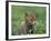Red Fox Cub at a Rehab Centre, Scotland, UK-Niall Benvie-Framed Photographic Print