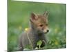 Red Fox Cub at a Rehab Centre, Scotland, UK-Niall Benvie-Mounted Photographic Print