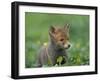 Red Fox Cub at a Rehab Centre, Scotland, UK-Niall Benvie-Framed Photographic Print