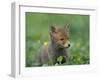 Red Fox Cub at a Rehab Centre, Scotland, UK-Niall Benvie-Framed Photographic Print