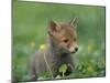 Red Fox Cub at a Rehab Centre, Scotland, UK-Niall Benvie-Mounted Photographic Print