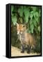 Red Fox Cub at Den-null-Framed Stretched Canvas