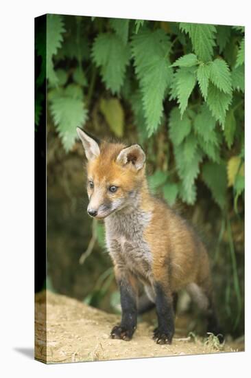 Red Fox Cub at Den-null-Stretched Canvas