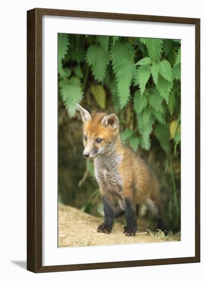 Red Fox Cub at Den-null-Framed Photographic Print