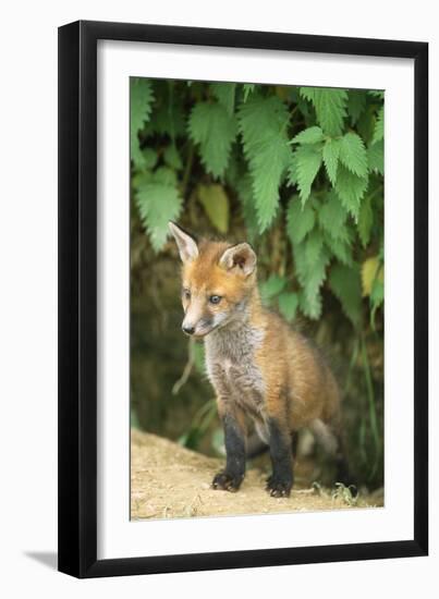 Red Fox Cub at Den-null-Framed Photographic Print