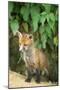 Red Fox Cub at Den-null-Mounted Photographic Print