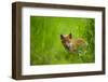 Red fox cub cautiously exploring field margins, UK-Andrew Parkinson-Framed Photographic Print