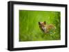 Red fox cub cautiously exploring field margins, UK-Andrew Parkinson-Framed Photographic Print