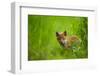 Red fox cub cautiously exploring field margins, UK-Andrew Parkinson-Framed Photographic Print