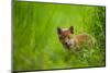 Red fox cub cautiously exploring field margins, UK-Andrew Parkinson-Mounted Photographic Print