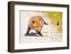 Red fox cub chasing after butterfly, Germany-Hermann Brehm-Framed Photographic Print