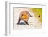 Red fox cub chasing after butterfly, Germany-Hermann Brehm-Framed Photographic Print