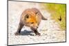 Red fox cub chasing after butterfly, Germany-Hermann Brehm-Mounted Photographic Print