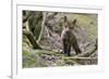 Red fox cub exploring woodland, Near Bath, England-Nick Upton-Framed Photographic Print