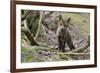 Red fox cub exploring woodland, Near Bath, England-Nick Upton-Framed Photographic Print