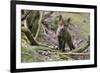 Red fox cub exploring woodland, Near Bath, England-Nick Upton-Framed Photographic Print