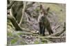 Red fox cub exploring woodland, Near Bath, England-Nick Upton-Mounted Photographic Print