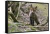 Red fox cub exploring woodland, Near Bath, England-Nick Upton-Framed Stretched Canvas