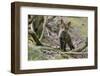 Red fox cub exploring woodland, Near Bath, England-Nick Upton-Framed Photographic Print