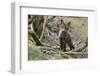 Red fox cub exploring woodland, Near Bath, England-Nick Upton-Framed Photographic Print