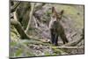 Red fox cub exploring woodland, Near Bath, England-Nick Upton-Mounted Photographic Print