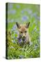 Red Fox Cub in Bluebell Woodland-null-Stretched Canvas