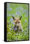 Red Fox Cub in Bluebell Woodland-null-Framed Stretched Canvas