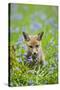 Red Fox Cub in Bluebell Woodland-null-Stretched Canvas