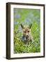 Red Fox Cub in Bluebell Woodland-null-Framed Photographic Print