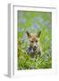 Red Fox Cub in Bluebell Woodland-null-Framed Photographic Print