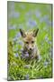 Red Fox Cub in Bluebell Woodland-null-Mounted Photographic Print