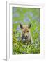 Red Fox Cub in Bluebell Woodland-null-Framed Photographic Print