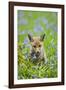 Red Fox Cub in Bluebell Woodland-null-Framed Photographic Print