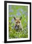 Red Fox Cub in Bluebell Woodland-null-Framed Photographic Print