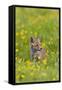 Red Fox Cub in Buttercup Meadow-null-Framed Stretched Canvas