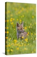 Red Fox Cub in Buttercup Meadow-null-Stretched Canvas