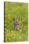 Red Fox Cub in Buttercup Meadow-null-Stretched Canvas