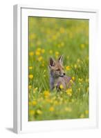Red Fox Cub in Buttercup Meadow-null-Framed Photographic Print